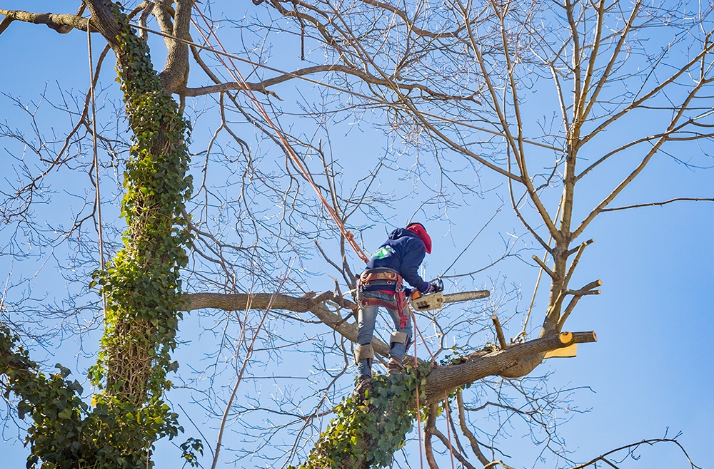 Tree Removal