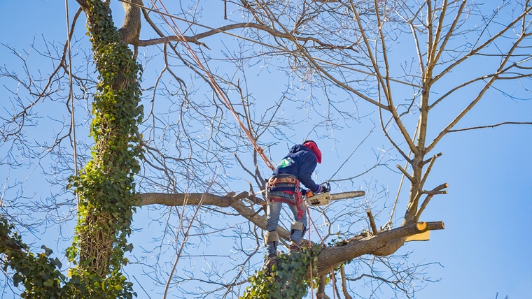 Tree Removal